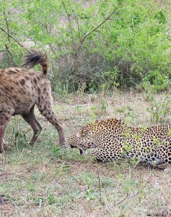 40ronald Mutero Tsumi And Hyena 10112020 24 Final 40ronald Mutero Tsumi And Hyena 10112020 24 Final