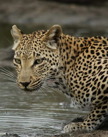 07Ally Ross 20201111 Blog Ntsumi Hyena 03 Final 07Ally Ross 20201111 Blog Ntsumi Hyena 03 Final