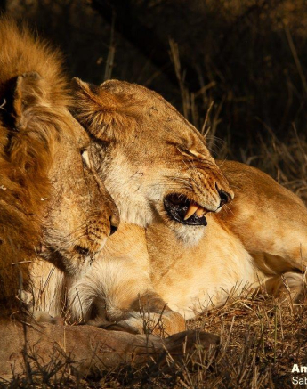 B31Amy Leigh Lion SP Nwas 1 020821 Final