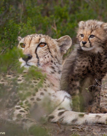 A10Amy Leigh Cheetah With Cubs 1 220921 Final A10Amy Leigh Cheetah With Cubs 1 220921 Final