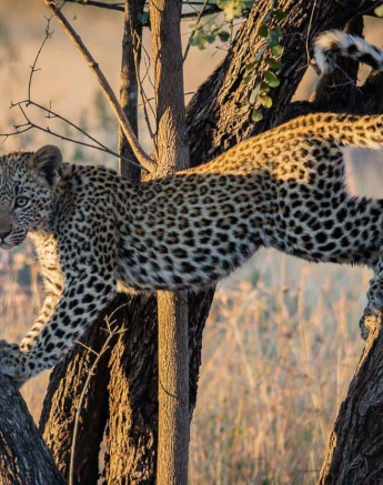 02Kerry Lee Roberg Cub.3 Final 02Kerry Lee Roberg Cub.3 Final