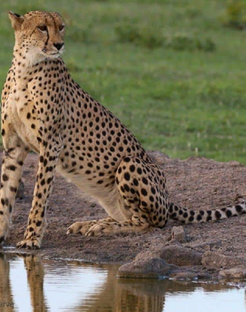 35andries Ndlovu Cheetah 29.12.19 4 Final 35andries Ndlovu Cheetah 29.12.19 4 Final
