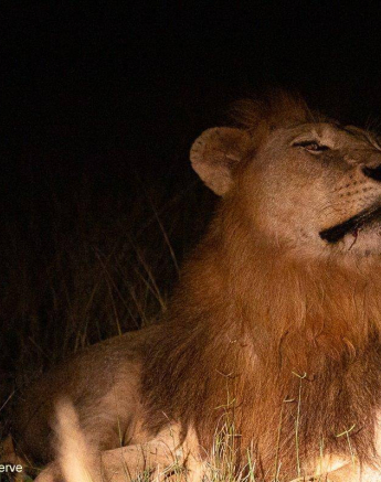 37Louise Murray Nwasishaka 20042020 1 Final