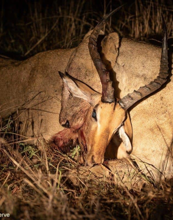 13andries Lioness.styx 161220 2 Final 13andries Lioness.styx 161220 2 Final