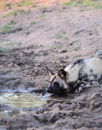 Dogs Drinking Dogs Drinking