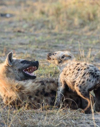 15Mike Palmer Hyena 1 15Mike Palmer Hyena 1