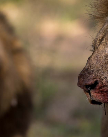 13Pravir Patel Lion04 180116 13Pravir Patel Lion04 180116