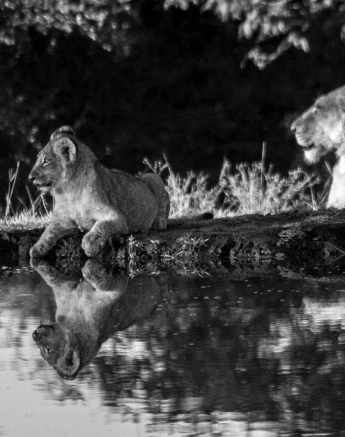 02Tayla McCurdy Lions 10 May 16 2 Of 4 02Tayla McCurdy Lions 10 May 16 2 Of 4