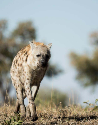 16Sheldon Hooper Hyena Out And About