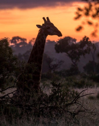 03Kyle 01 Feb 2017 Giraffe Early Morning 3 Final 03Kyle 01 Feb 2017 Giraffe Early Morning 3 Final