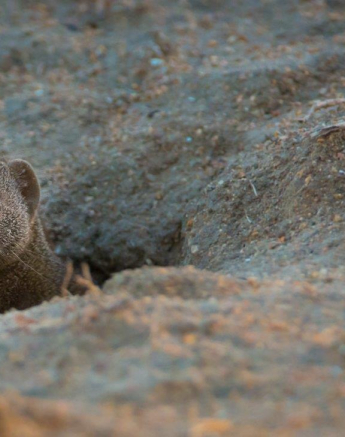 28Terry Ennever Dwarf Mongoose Peek Final 28Terry Ennever Dwarf Mongoose Peek Final