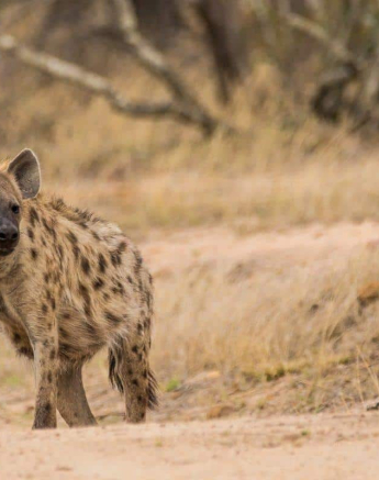 24Kevan Dobbie Hyena 231018 2 Final