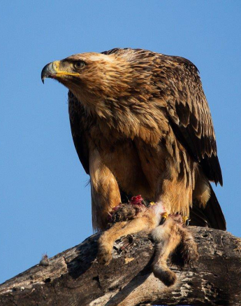 35Louise Murray Tawny 08062019 Final 35Louise Murray Tawny 08062019 Final