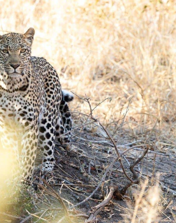 19Kevin Van Der Linde Kigilia 03082019 Final 19Kevin Van Der Linde Kigilia 03082019 Final