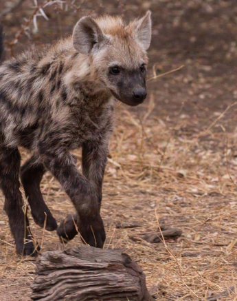 02Frederik Aucamp Hyena Cubs 11 08 2019 Final