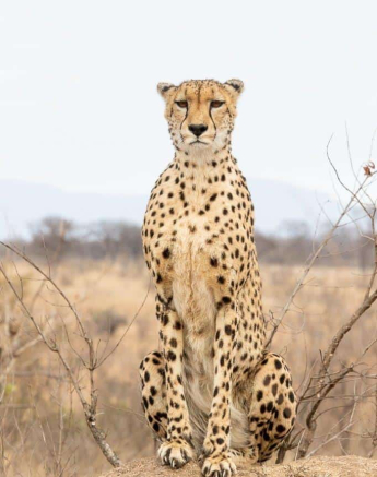 15Kevin Van Der Linde Cheetah 26092019 2 Final 15Kevin Van Der Linde Cheetah 26092019 2 Final