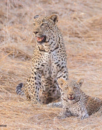20Frederik Aucamp Scocia Female Leopard And Cub 22 10 2019 Final 20Frederik Aucamp Scocia Female Leopard And Cub 22 10 2019 Final