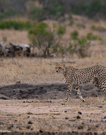 44Louise Murray Cheetah 05112019 1 Final 44Louise Murray Cheetah 05112019 1 Final