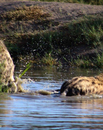 17Rebecca Boshoff Hyaena 16 Final 17Rebecca Boshoff Hyaena 16 Final