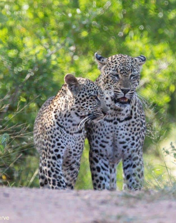 09Brett Heasman Scotia 28032020 3 Final 09Brett Heasman Scotia 28032020 3 Final