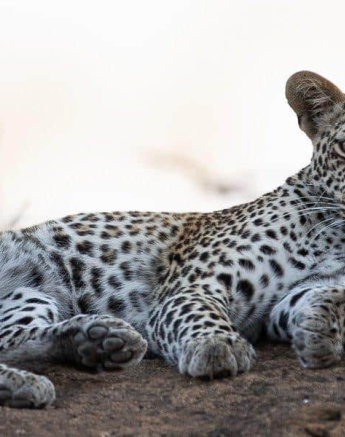 17Tyron Van Der Walt Schotias Cub 240820 1 Final