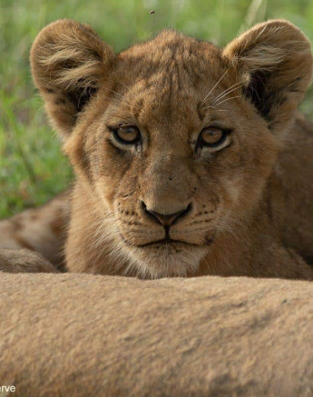 18Tyron Van Der Walt Mangheni Pride 040121 1 Final