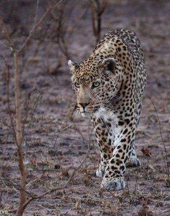 B13Marco Vietti Dewane 300821 Final B13Marco Vietti Dewane 300821 Final