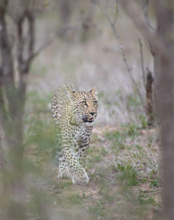 A30Graeme Stewart Ntsumi Cub 131121 Final