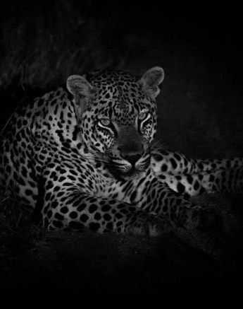 27Kevan Dobbie Unknown Male Leopard 100418.1 Final 27Kevan Dobbie Unknown Male Leopard 100418.1 Final