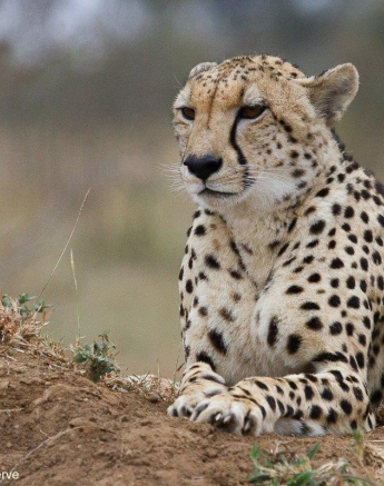 A36Daniel Greyvenstein Cheetah And Cub 070922 2 Final