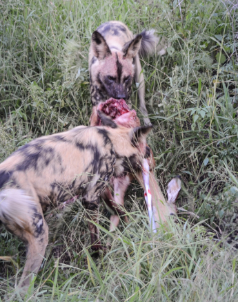 Dogs Eating 2 Dogs Eating 2