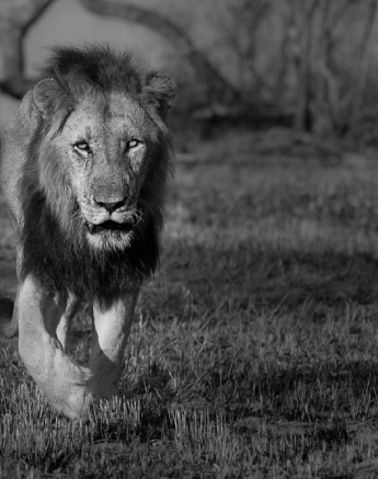 Sanriver Males 4 Sanriver Males 4
