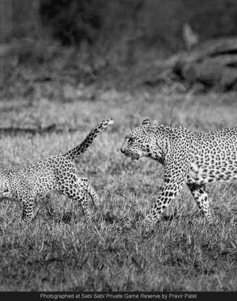 10321523 699806523400335 5411380349878437407 O