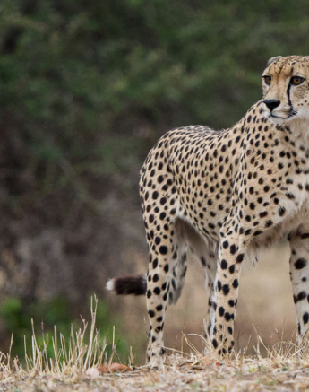Cheetah 1 2 Cheetah 1 2