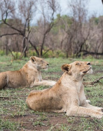 Mike Palmer SP Split 2 Mike Palmer SP Split 2