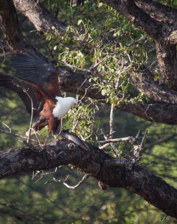 14Franscois Rosslee Fisheagle2 1 Of 1 14Franscois Rosslee Fisheagle2 1 Of 1