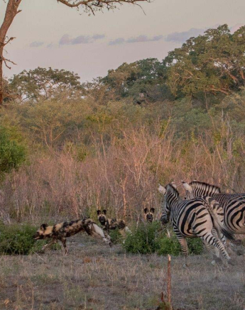 31Pravir Patel WildDog02 010116