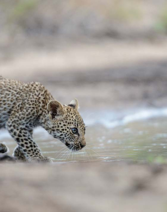 22Mike Palmer LBC Cubs 170116 22Mike Palmer LBC Cubs 170116