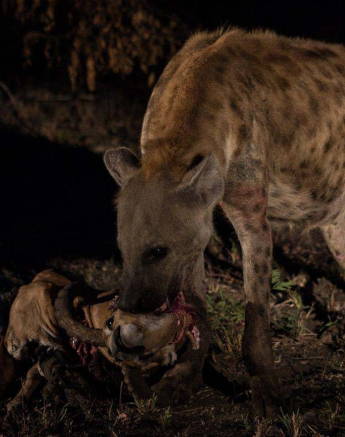 11Tayla McCurdy Hyena And WD Cub 12 May 16 3 Of 5 11Tayla McCurdy Hyena And WD Cub 12 May 16 3 Of 5