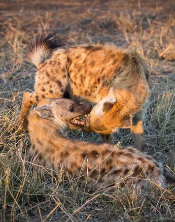 16Franscois Rosslee Hyenas 1 Of 1 Final 16Franscois Rosslee Hyenas 1 Of 1 Final