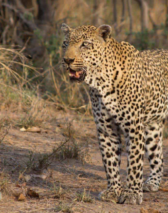 30Frederik Aucamp Leopard Kashaan 1 Final 30Frederik Aucamp Leopard Kashaan 1 Final