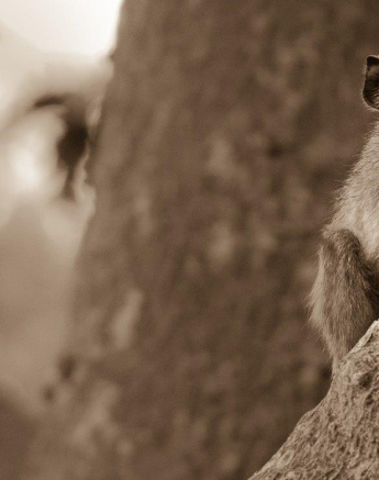 29Terry Ennever Hiding Baboon Final 29Terry Ennever Hiding Baboon Final