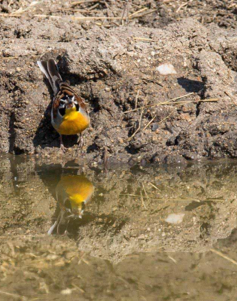 23Franscois Rosslee Bunting1 1 Of 1 Final 23Franscois Rosslee Bunting1 1 Of 1 Final