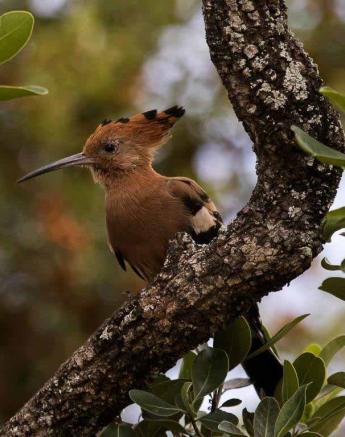 39Kevan Dobbie African Hoepoe 120318 Final