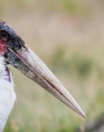 02Kerry Lee Roberg Marabou 0405 Final 02Kerry Lee Roberg Marabou 0405 Final