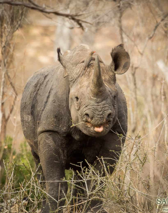 02Kevan Dobbie Black Rhino 1 Final