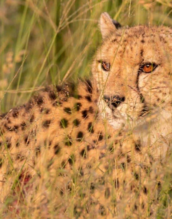 15Kevin Van Der Linde Cheetah 22032019 2 Final