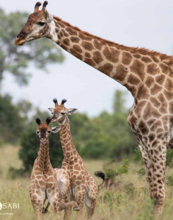 05Louise Murray Giraffe 29032019 1 Final 05Louise Murray Giraffe 29032019 1 Final