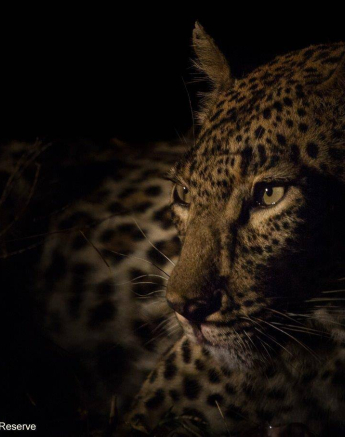 30Graeme Stewart Leopard 200320 2 Final