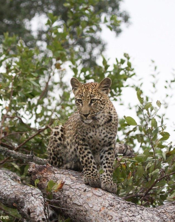 14Erin Herbst Ntusmi Cub 1 090521 Final